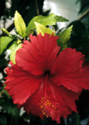 Wilcommen, No. 0089 Red Hibiscus Blossom